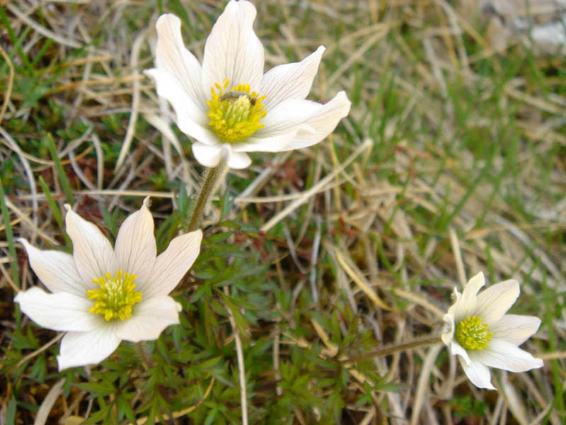 Pulsatilla alpina en fleurs dans les pelouses alpines des Picos de Europa